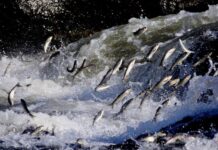 The Turks’ Curiosity About Writing